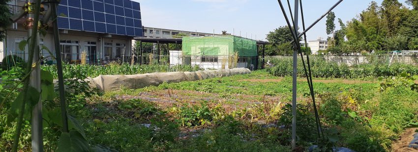 健康ピクルス ~6月の収穫野菜~ 効能紹介1