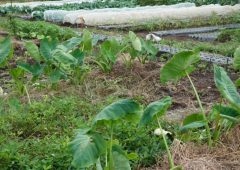 健康ピクルス　～１２月収穫野菜～　効能紹介