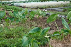 健康ピクルス　～１２月収穫野菜～　効能紹介