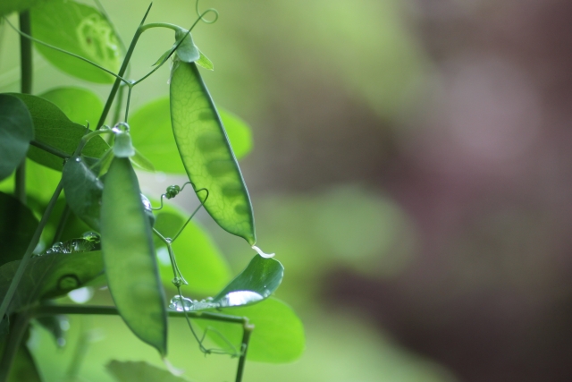 さやえんどう -時期 4月～6月 | おらがまち