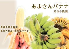 奄美大島『あまさんバナナ』販売開始