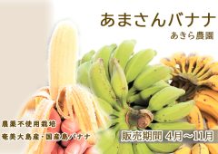 奄美大島『あまさんバナナ』2024シーズンスタート！