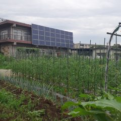 野島自然農園のブログがはじまります！