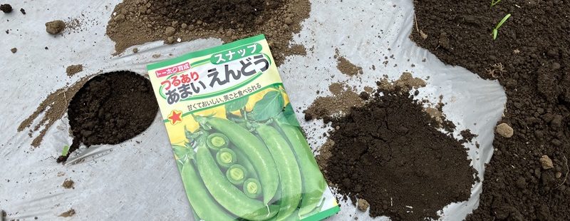 スナップえんどうの種まき、カリフラワーの苗の植え付け