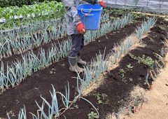 ネギ畑で米殻撒き