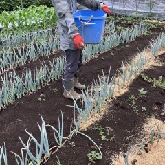 ネギ畑で米殻撒き