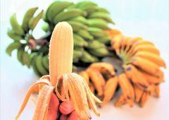 「国産バナナ」が甘くて美味しい理由。スーパーでは買えない！奄美の自然が育てた“あまさんバナナ”の秘密