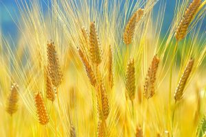 黄金色に輝く麦の穂
