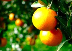 白砂の海を見下ろす、天空の果樹園。潮風と信念が育てる、児玉柑橘園の「ありのままのタンカン」