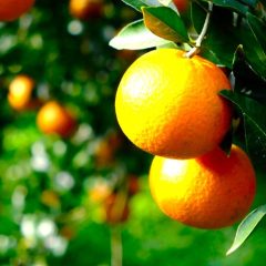 白砂の海を見下ろす、天空の果樹園。潮風と信念が育てる、児玉柑橘園の「ありのままのタンカン」