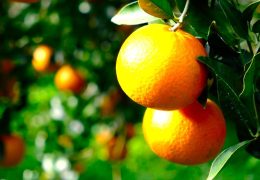 白砂の海を見下ろす、天空の果樹園。潮風と信念が育てる、児玉柑橘園の「ありのままのタンカン」