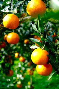 丸々と立派に実ったタンカン