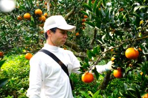 消費者のことを思う、それが児玉流のタンカン作り