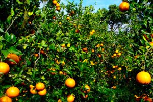 タンカンの葉と果実の見事なコントラスト