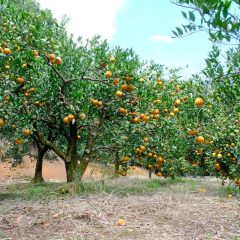 徳之島・朝川果樹園が紡ぐ、父から子へ受け継がれた「太陽の果実」
