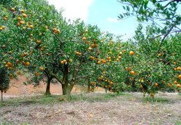徳之島・朝川果樹園が紡ぐ、父から子へ受け継がれた「太陽の果実」
