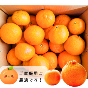 サイズがふぞろいなもの、傷が多いものなどが訳あり品となりますが、中身はジューシーで秀品にも劣らぬ美味しさです！