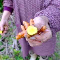 無農薬の恵み。奄美のウコン栽培の第一人者が語るウコン健康術