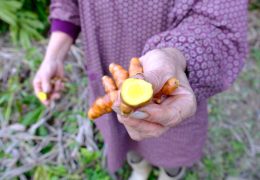 無農薬の恵み。奄美のウコン栽培の第一人者が語るウコン健康術