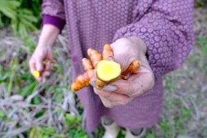 健康維持や、春先の揺らぎがちな体のリズムを整える心強いサポートになってくれる「春ウコン」