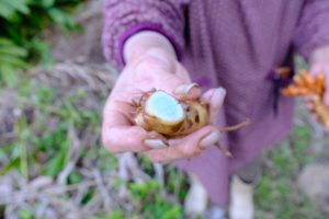 胃腸が疲れている季節、体の内側から優しく元気を取り戻す手助けをしてくれる「紫ウコン（ガジュツ）」